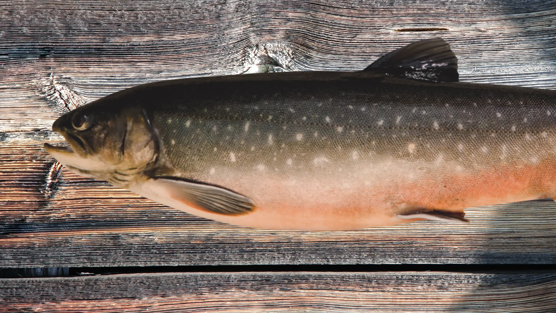 ein Arctic Char auf einem verwittertem Holzbrett